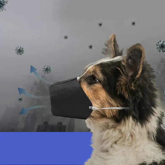 Dog wearing a black muzzle with virus particles and blue arrows on a gray background