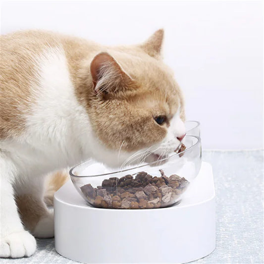 Cat eating from a transparent bowl on a white surface